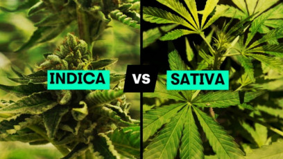 Indica vs Sativa: Do You Know The Difference?