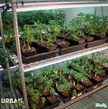 Urban Greenhouse Dispensary Warehouse 13 Grow Tour