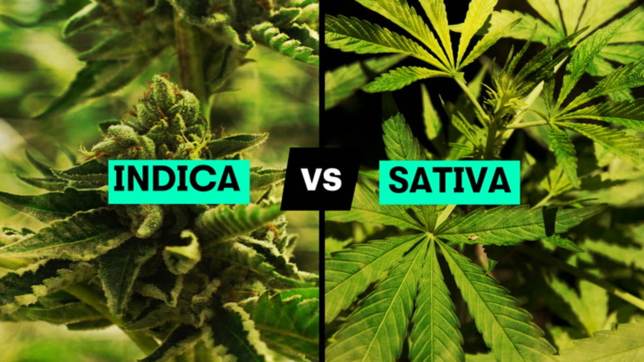 Indica vs Sativa: Do You Know The Difference? - Weedly Phoenix