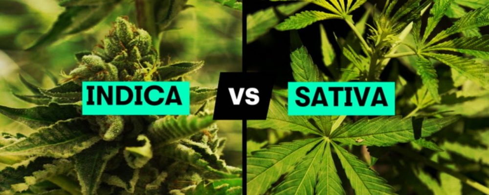 Indica vs Sativa: Do You Know The Difference?